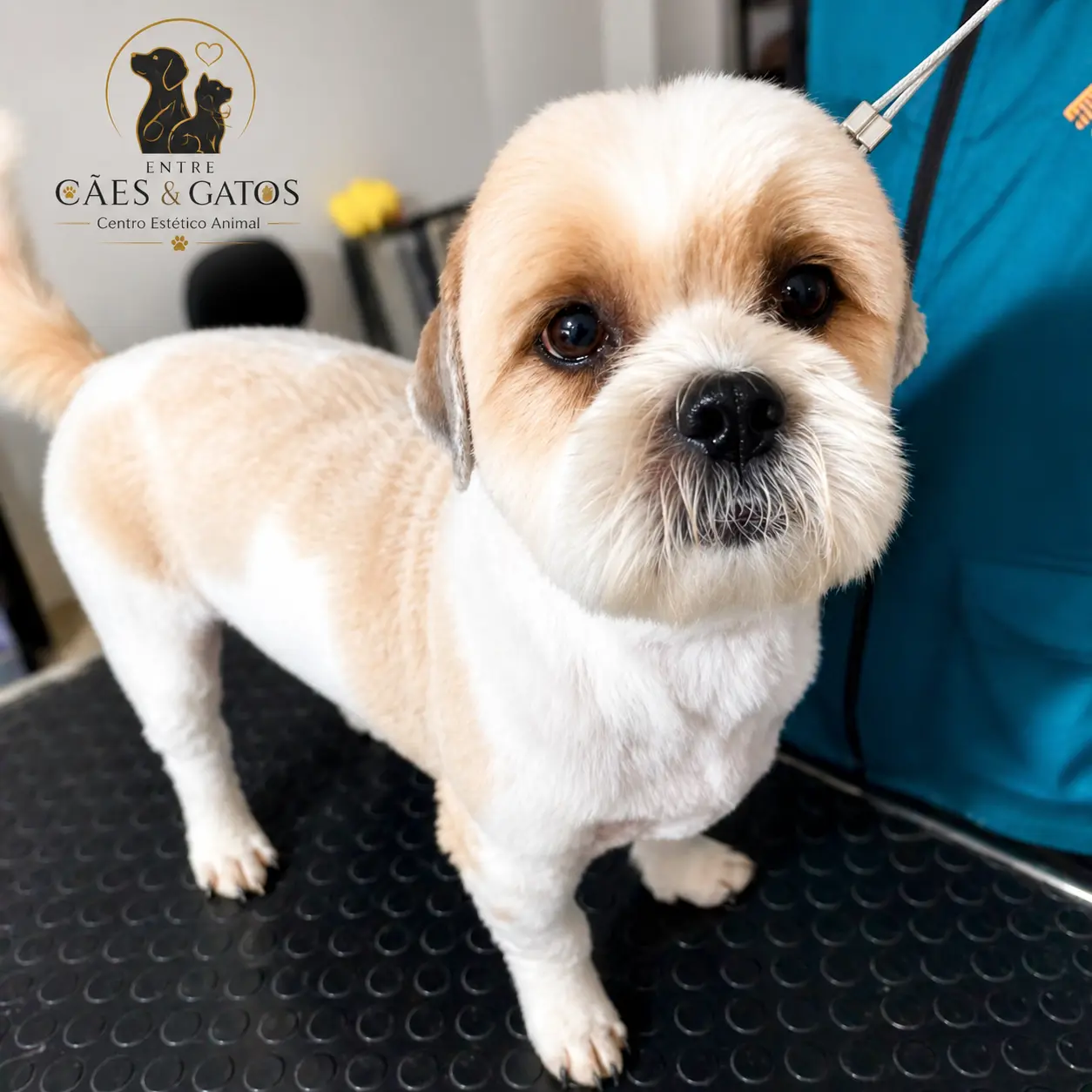 Shih Tzu com tosa bebê baixa, de perto