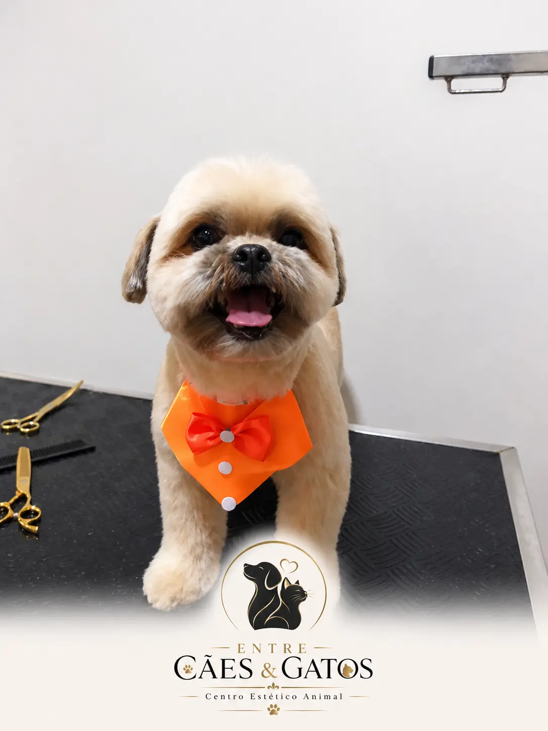 Shih Tzu finalizado com gravatinha