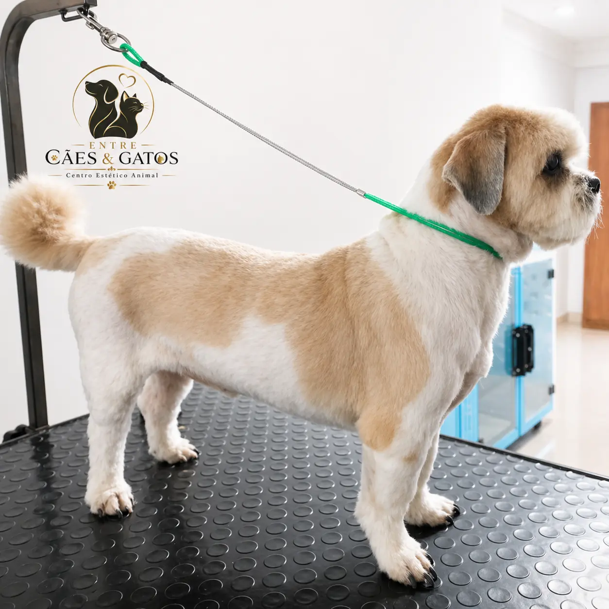 Shih Tzu com tosa bebê baixa