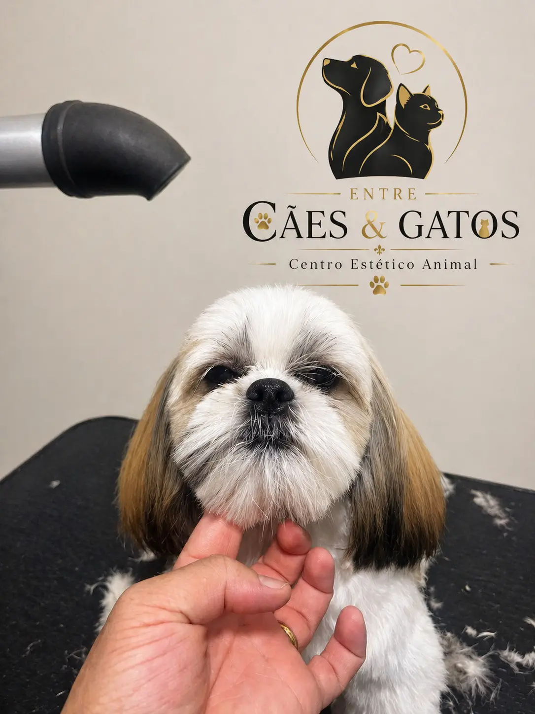Shih Tzu na finalização da tosa do rosto