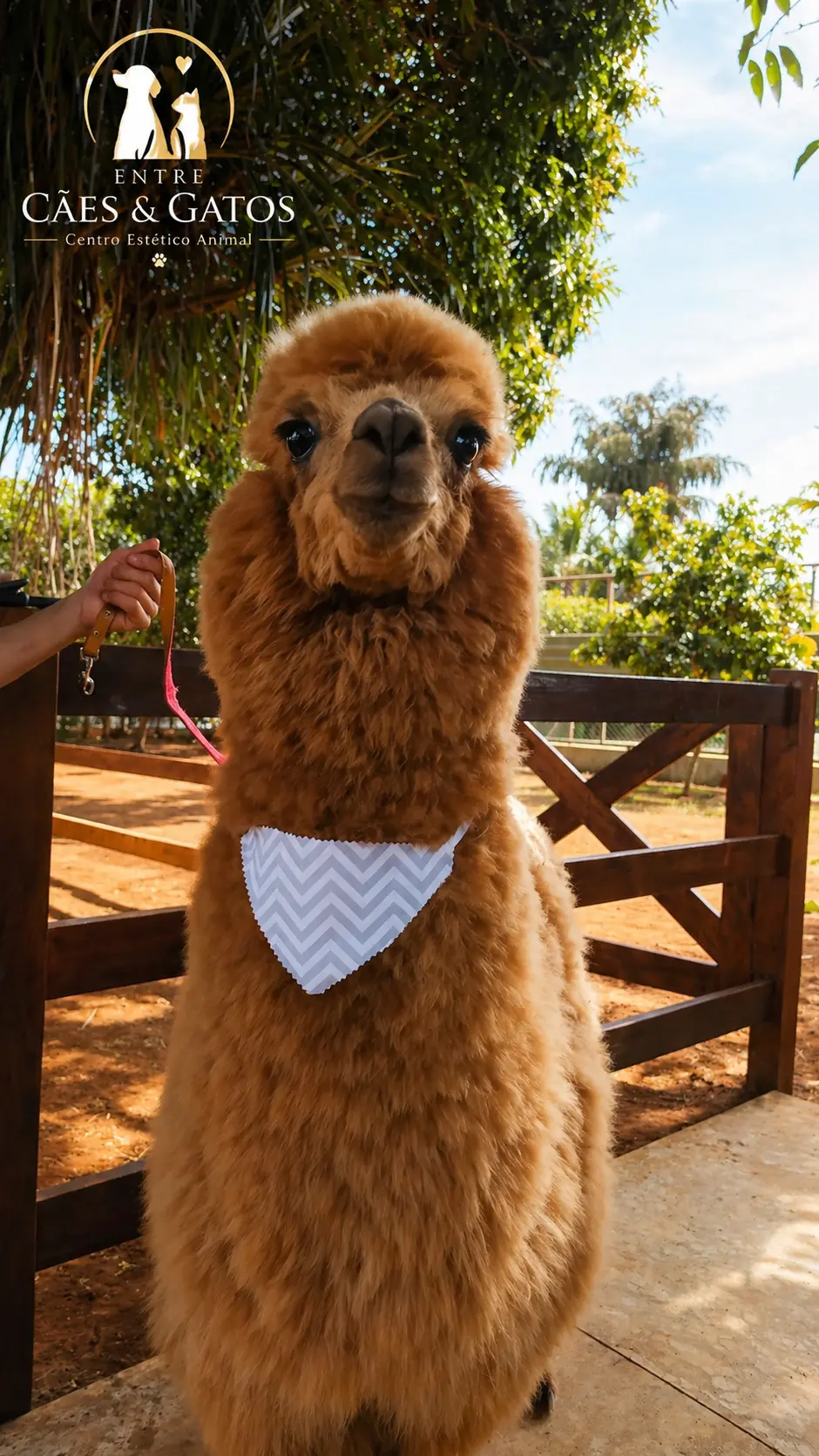 Alpaca com bandana após a estética