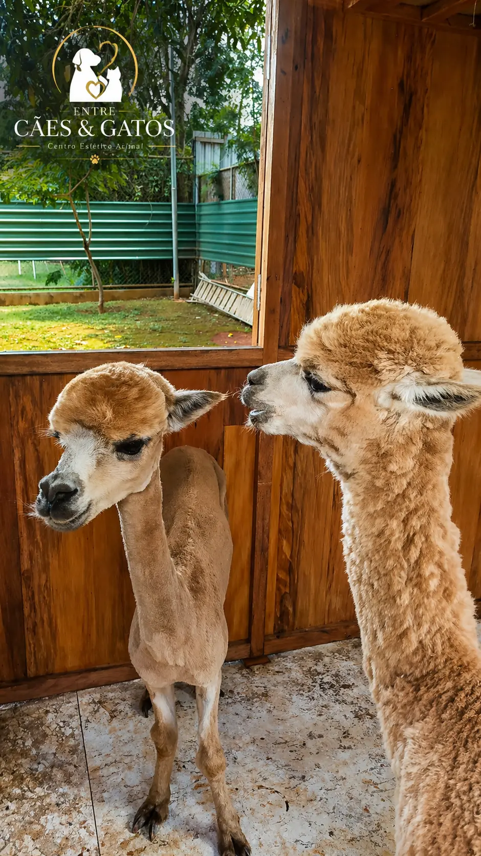 Duas alpacas após a tosa
