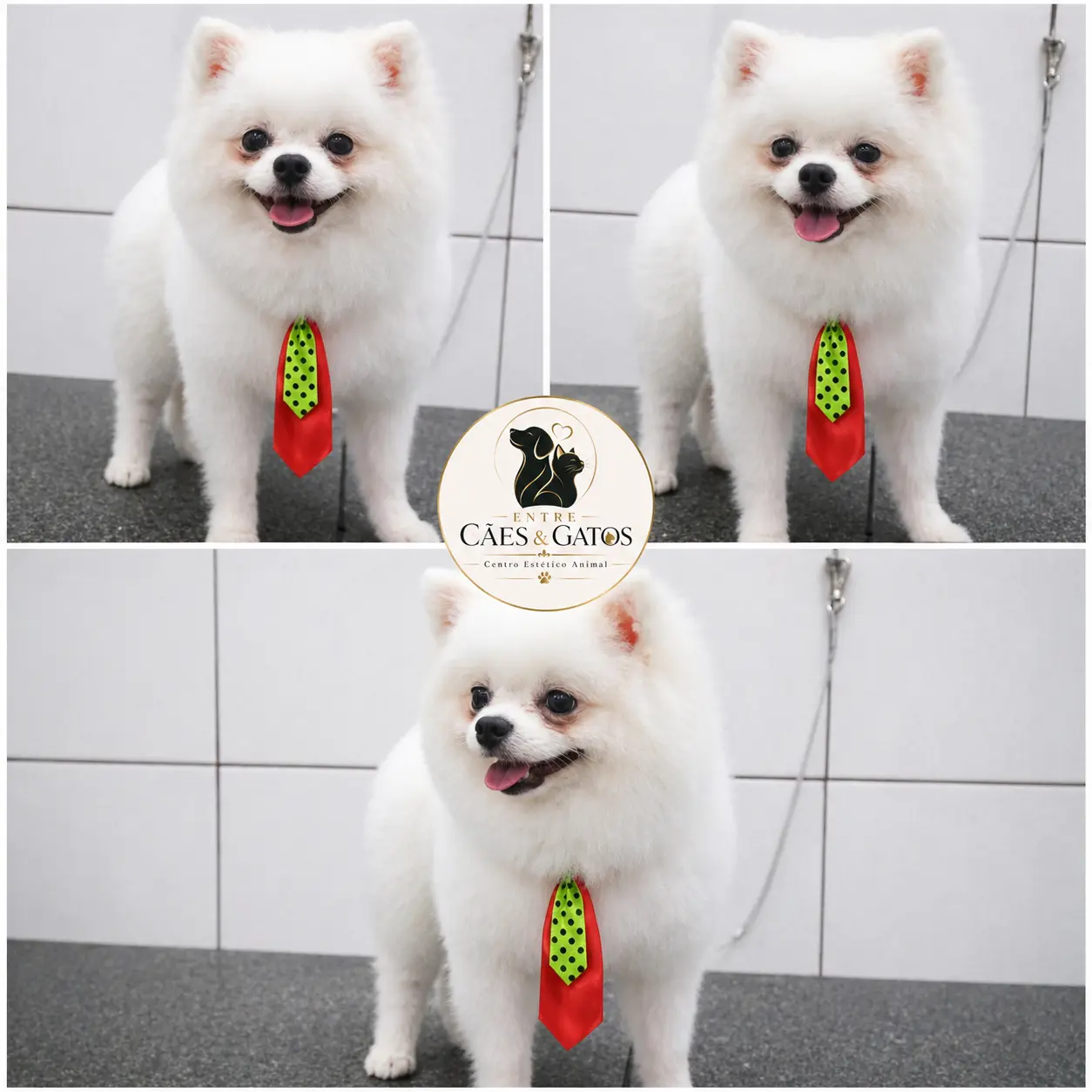 Spitz branco com gravata