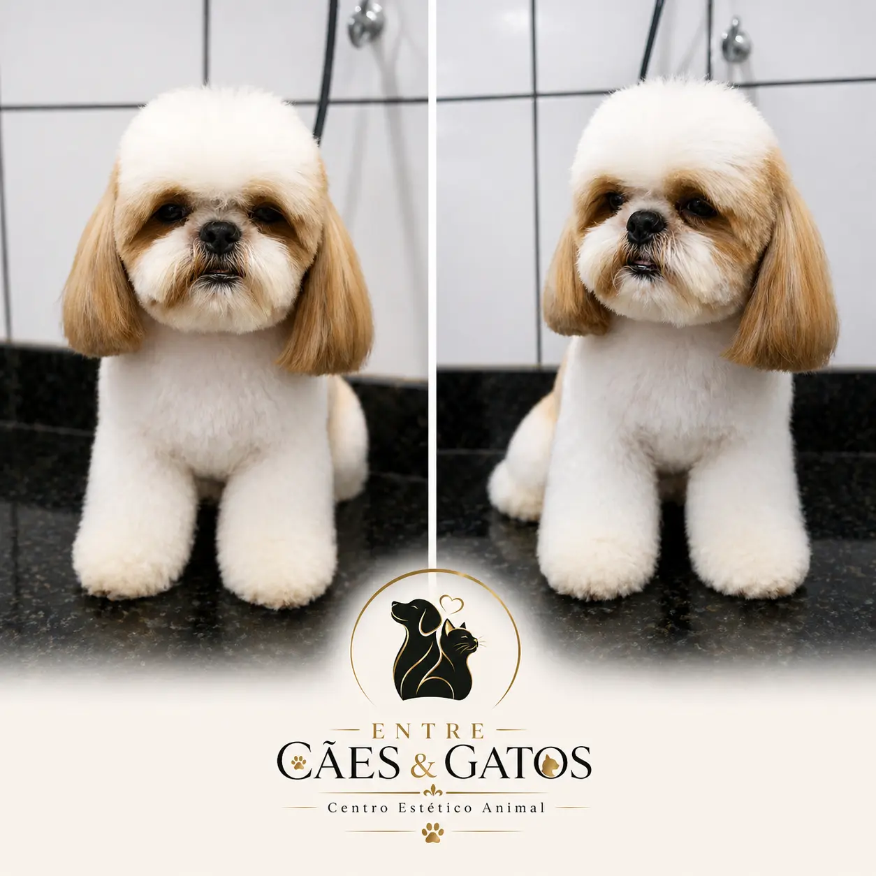 Shih Tzu com tosa bebê, dois ângulos