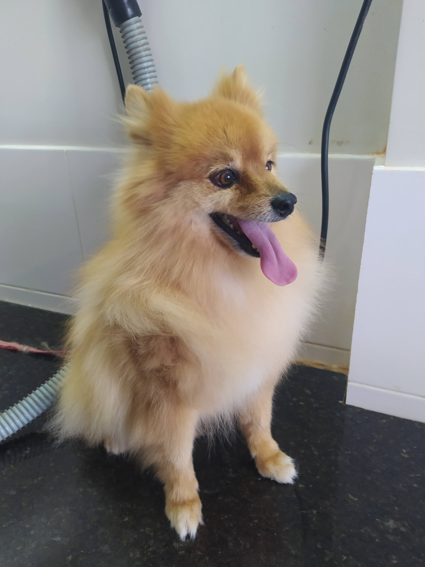 Spitz alemão no banho