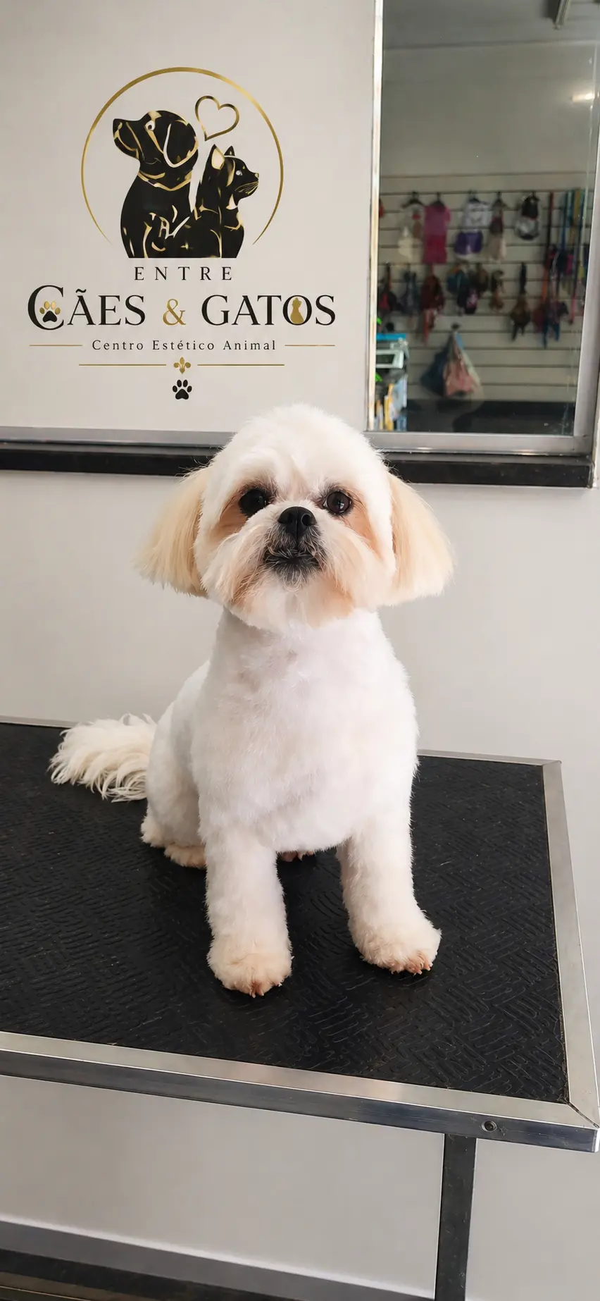 Shih Tzu com tosa bebê