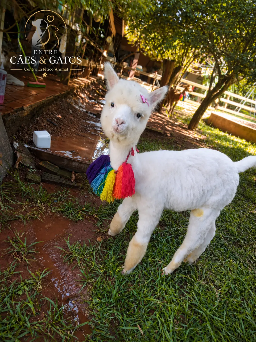 Filhote de alpaca após o banho